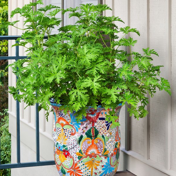 9 Plants That Repel Bugs Naturally Mosquito Plant Citronella #Citronella #Organic #Natural #BugRepellantPlants #MosquitoPlant #Patio #Porch #Balcony 