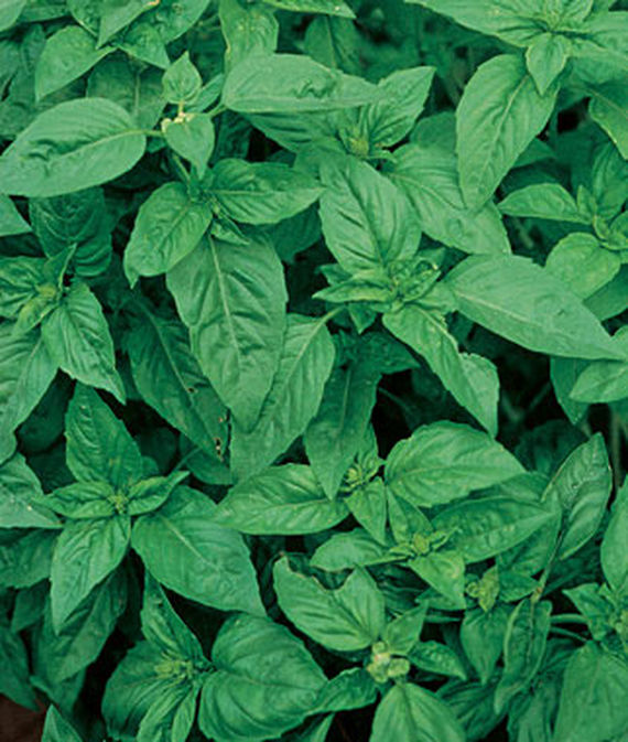 9 Plants That Repel Bugs Naturally Sweet Basil #Organic #SweetBasil #BugRepellingPlants #PatioPlants #PorchPlants #Natural