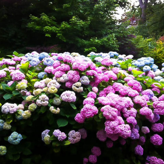 8 Heavenly Hydrangeas Penny Mac Hydrangea #TheTreeCenter #Hydrangea #Garden #Organic #PennyMacHydrangea