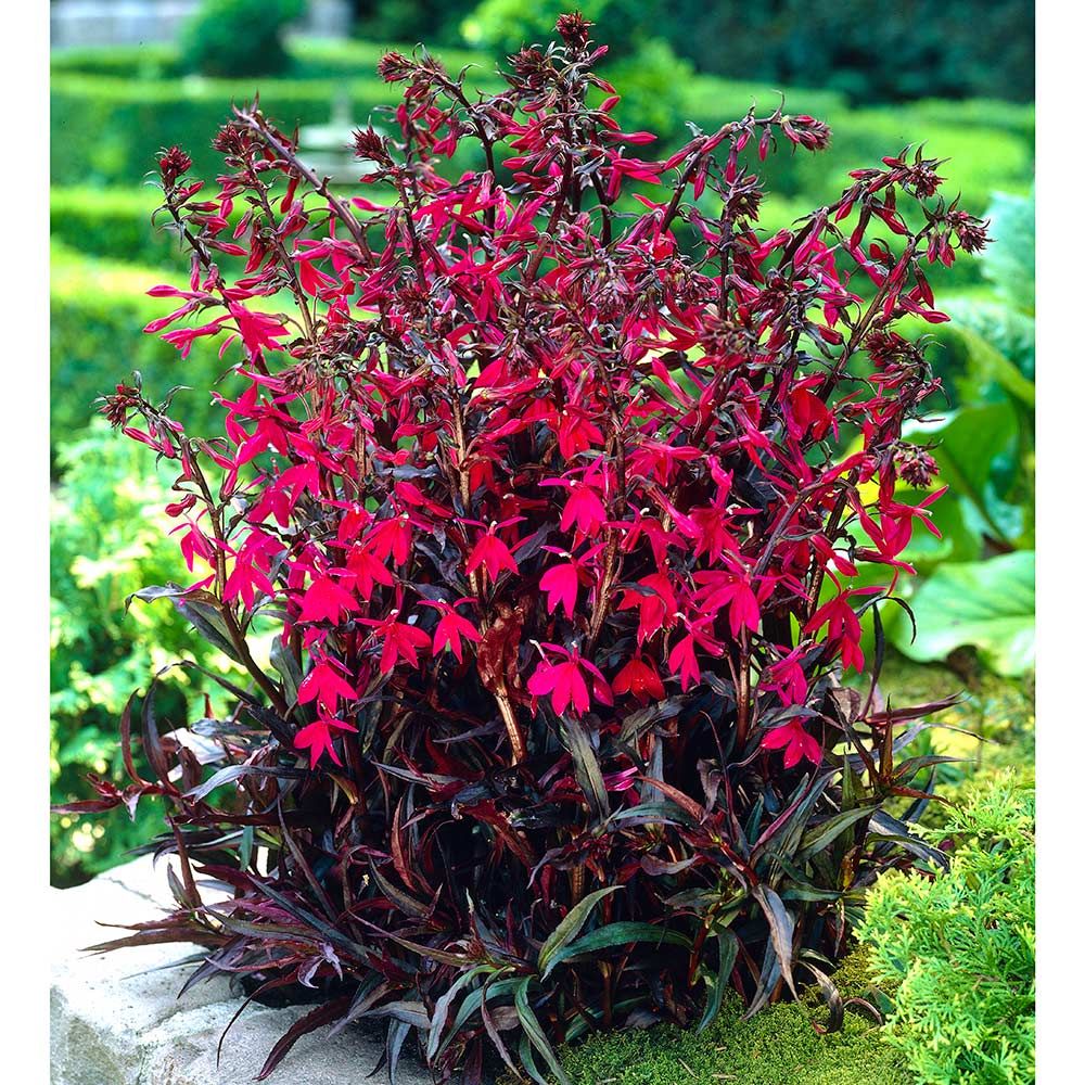 16 Perennials That Attract Hummingbirds to Your Garden! Finding Sea