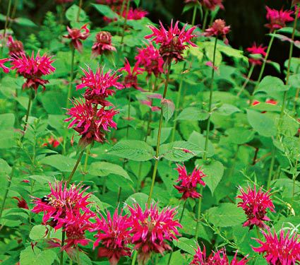 16 Perennials That Attract Hummingbirds to Your Garden ...