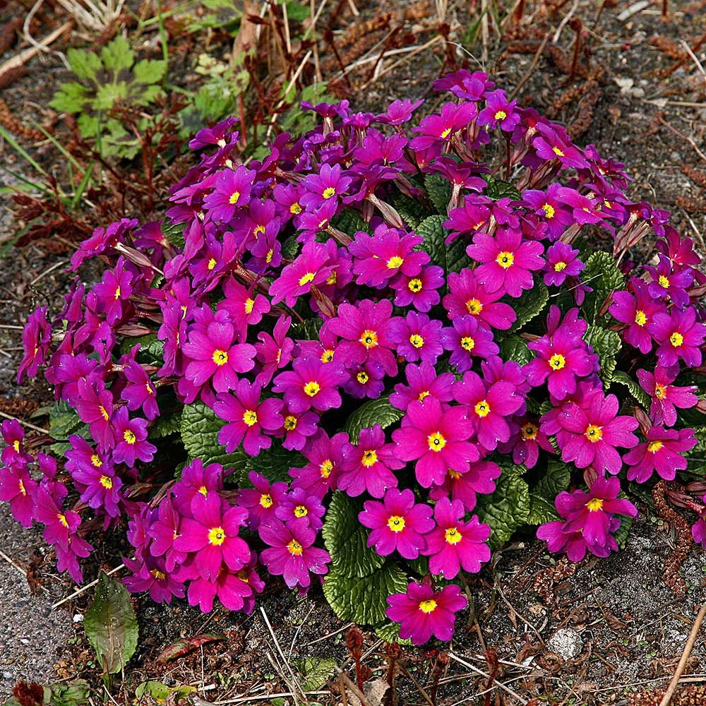 24 Spectacular Shade Garden Perennials Primula Wanda Lilac #ShadeGarden #ShadePerennials #DeerResistant #WhiteFlowerFarm 