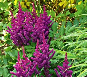 24 Spectacular Shade Garden Perennials