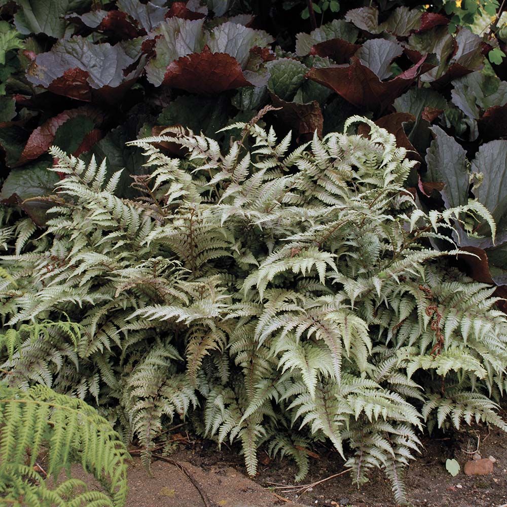 24 Spectacular Shade Garden Perennials Athyrium Niponicum Pictum Japanese Painted Fern #ShadeGarden #ShadePerennials #DeerResistantPlants #WhiteFlowerFarm #Organic 