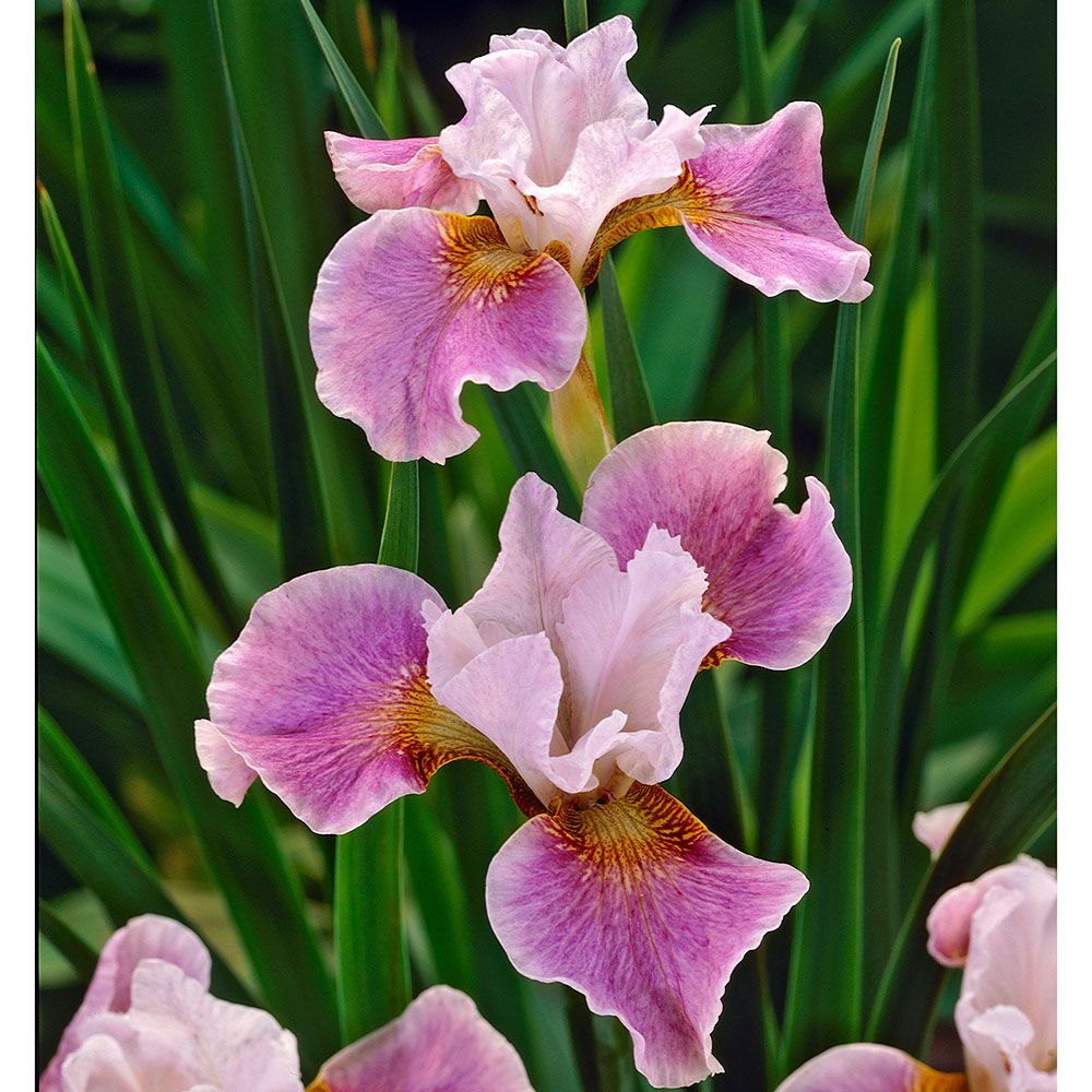 24 Spectacular Shade Garden Perennials Iris Sibirica Dance Ballerina Dance #ShadeGarden #ShadePerennials #WhiteFlowerFarm #Organic #DeerResistantPlants 