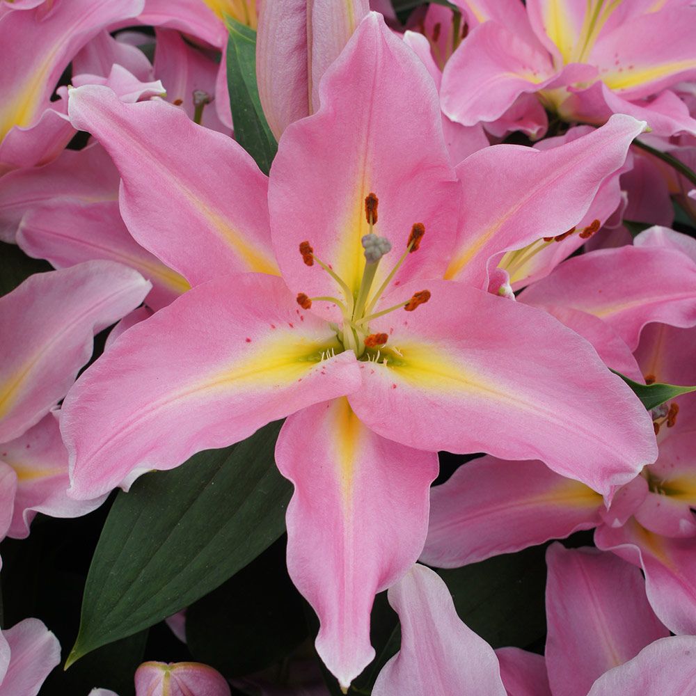 24 Spectacular Shade Garden Perennials Lilium Graceland #ShadeGarden #ShadePerennials #WhiteFlowerFarm #Organic 