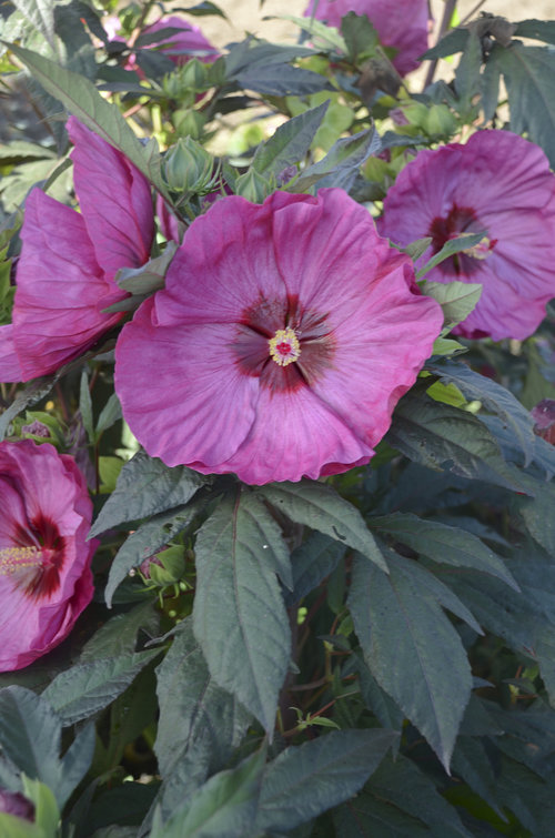 16 Perennials That Attract Hummingbirds to Your Garden! 16 Perennials That Attract Hummingbirds to Your Garden! Rose Mallow Hibiscus #Perennials #Garden #Gardening #Landscape #PerennialsForHummingbirds #Hummingbirds #Pollinators #GardenPollinators 