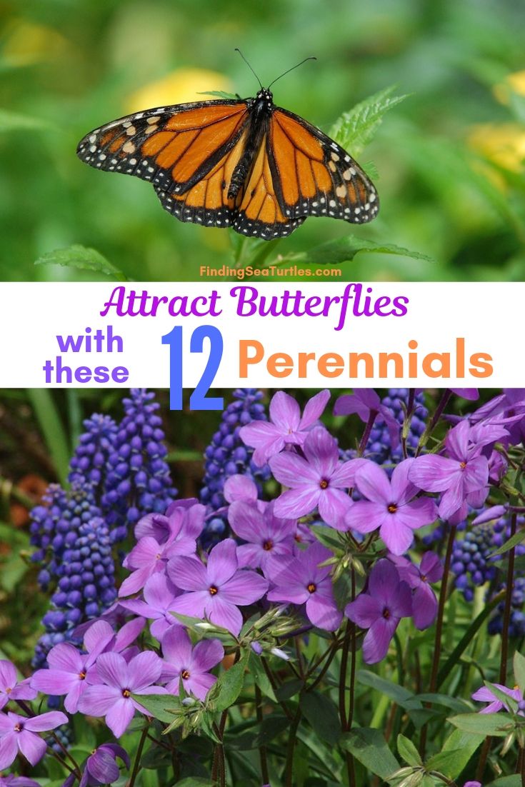 Attract Butterflies With These 12 Perennials #Perennials #Garden #Gardening #Landscape #PerennialsForButterflies #Butterflies #Pollinators #GardenPollinators #ButterflyGarden 