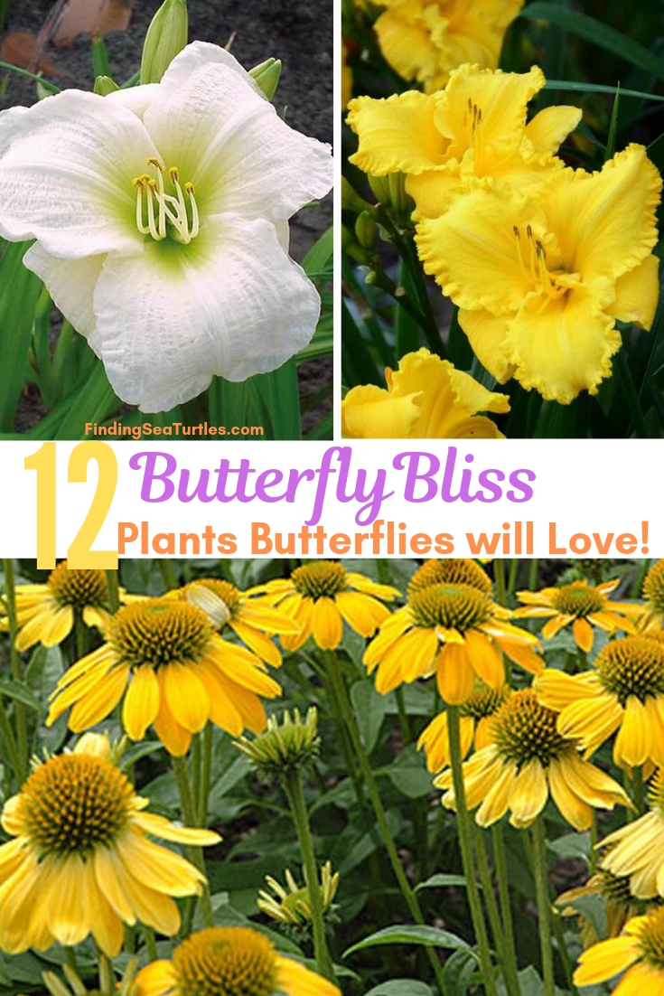 Butterfly Bliss 12 Plants Butterflies Will Love! #Perennials #Garden #Gardening #Landscape #PerennialsForButterflies #Butterflies #ButterflyGarden #Pollinators #GardenPollinators 