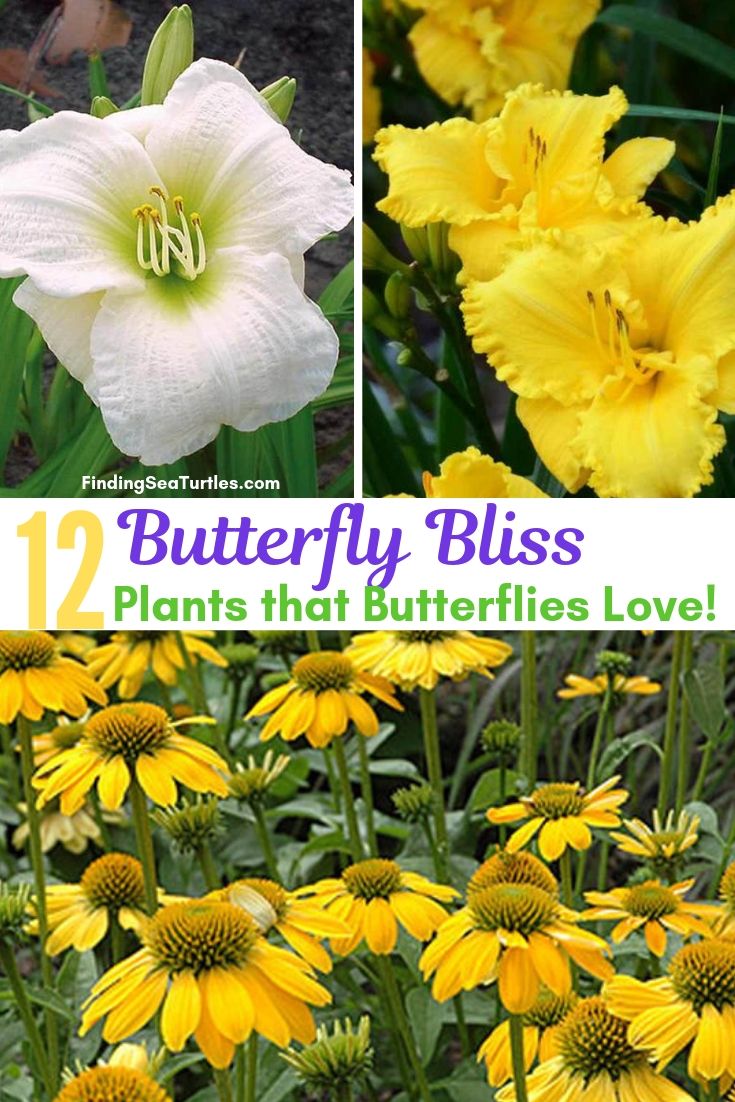 Butterfly Bliss 12 Plants That Butterflies Love! #Perennials #Garden #Gardening #Landscape #PerennialsForButterflies #Butterflies #Pollinators #GardenPollinators #ButterflyGarden