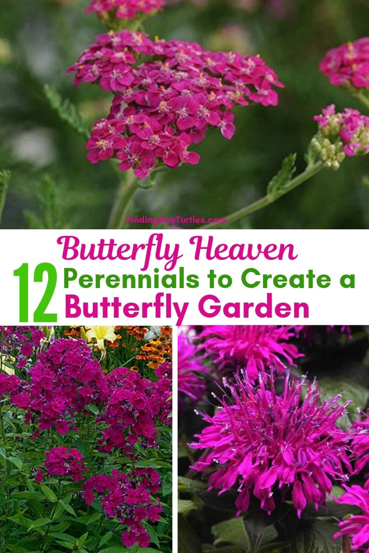 Butterfly Heaven 12 Perennials To Create A Butterfly Garden #Perennials #Garden #Gardening #Landscape #PerennialsForButterflies #Butterflies #Pollinators #GardenPollinators #ButterflyGarden 
