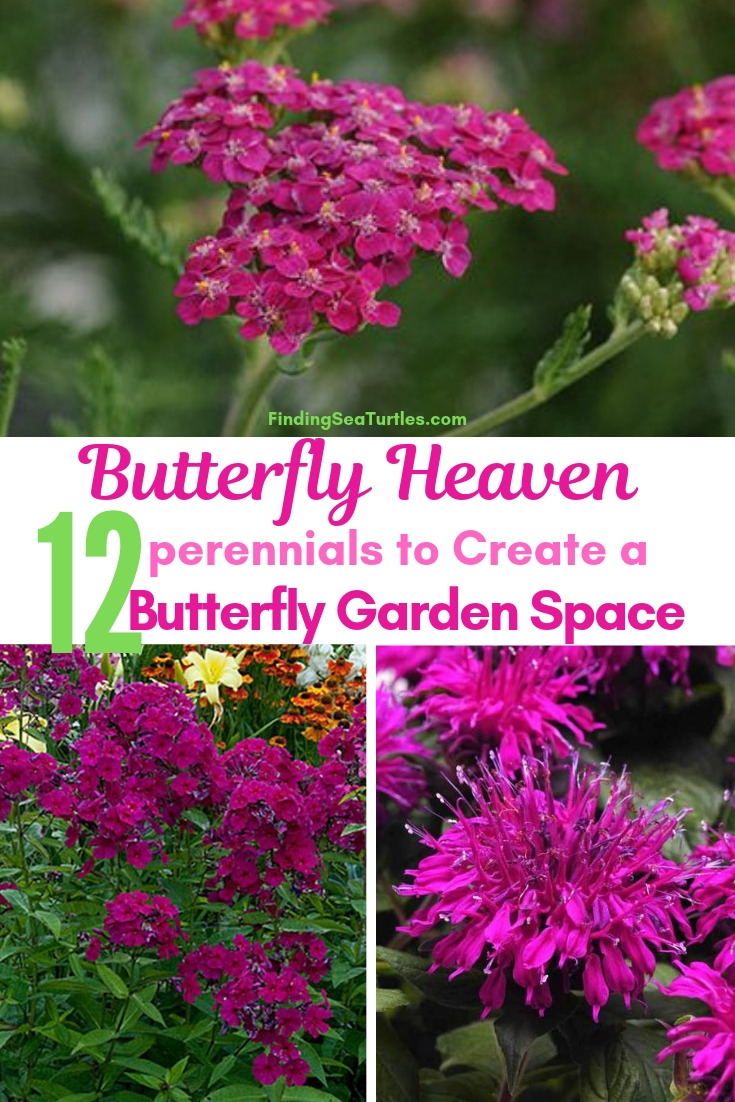 Butterfly Heaven 12 Perennials To Create A Butterfly Garden Space #Perennials #Garden #Gardening #Landscape #PerennialsForButterflies #Butterflies #Pollinators #GardenPollinators #ButterflyGarden