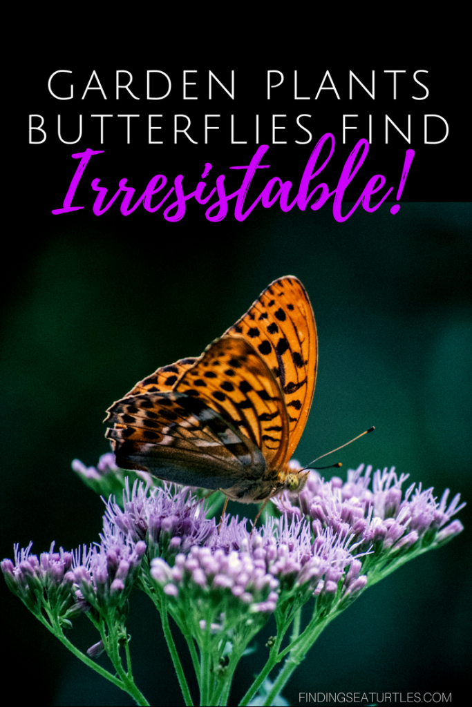 12 Perennials That Butterflies Find Irresistible #Gardening #ButterflyGarden #Organic #Butterflies #Perennials