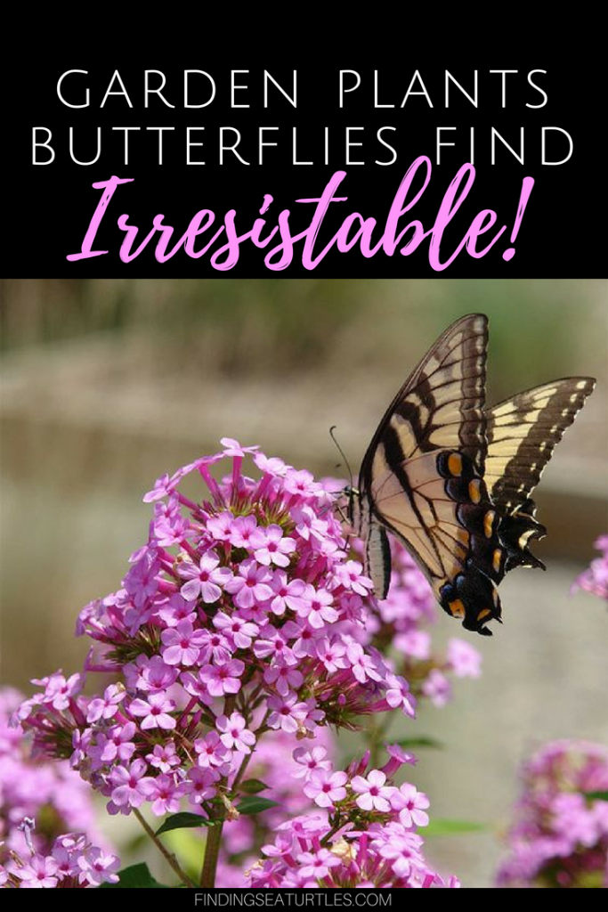 12 Perennials That Butterflies Find Irresistible #Gardening #ButterflyGarden #Organic #Butterflies #Perennials
