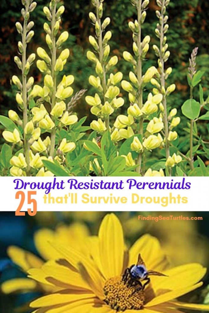 25 Drought Resistant Perennials