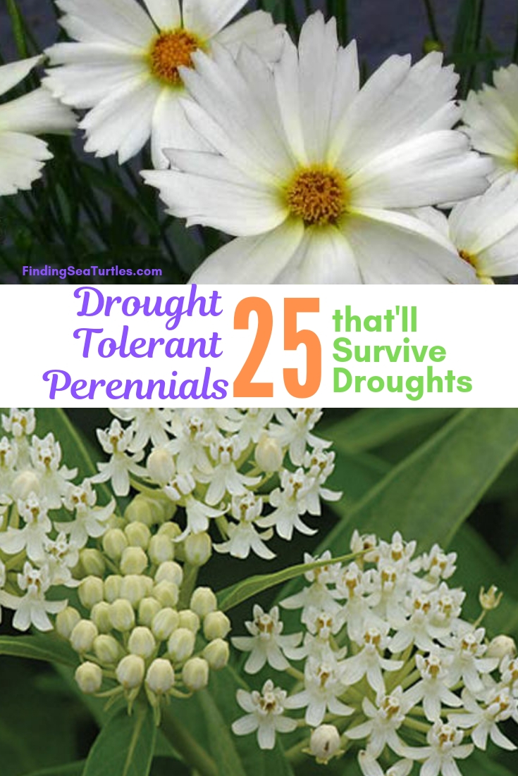 Drought Tolerant Perennials 25 That'll Survive Droughts #Garden #Gardening #Landscaping #DroughtResistant #DroughtTolerant #Perennials #DroughtResistantPerennials 