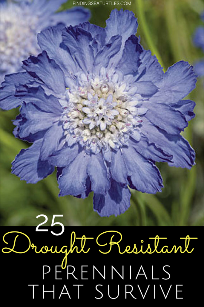 25 Drought Resistant Perennials #Gardening #Landscaping #DroughtResistantPlants #Perennials #DroughtResistantPerennials