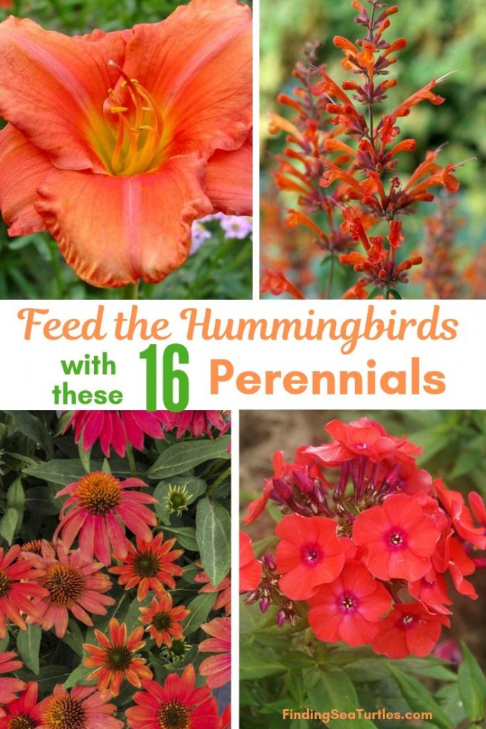 16 Perennials That Attract Hummingbirds to Your Garden!
