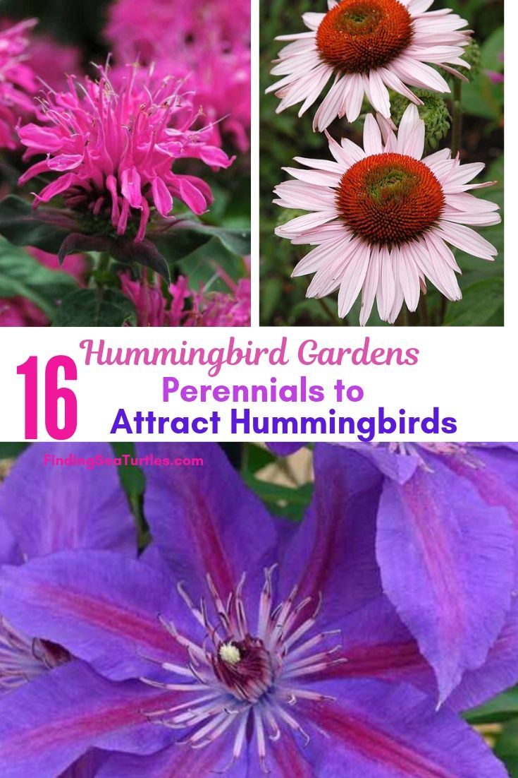 Hummingbird Gardens 16 Perennials To Attract Hummingbirds #Perennials #Garden #Gardening #Landscape #PerennialsForHummingbirds #Hummingbirds #Pollinators #GardenPollinators 