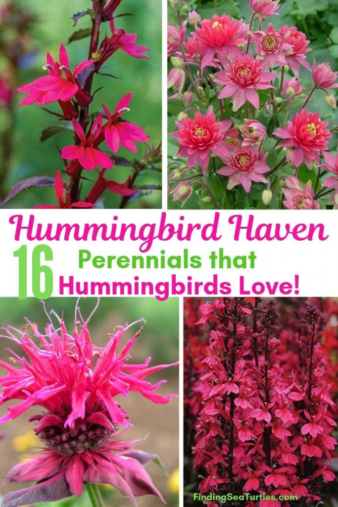 16 Perennials That Attract Hummingbirds to Your Garden!