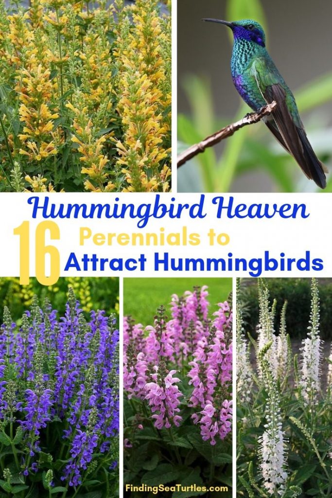 16 Perennials That Attract Hummingbirds To Your Garden!