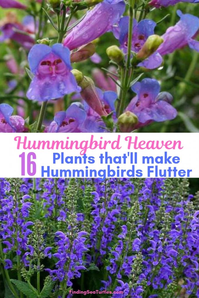16 Perennials That Attract Hummingbirds to Your Garden!