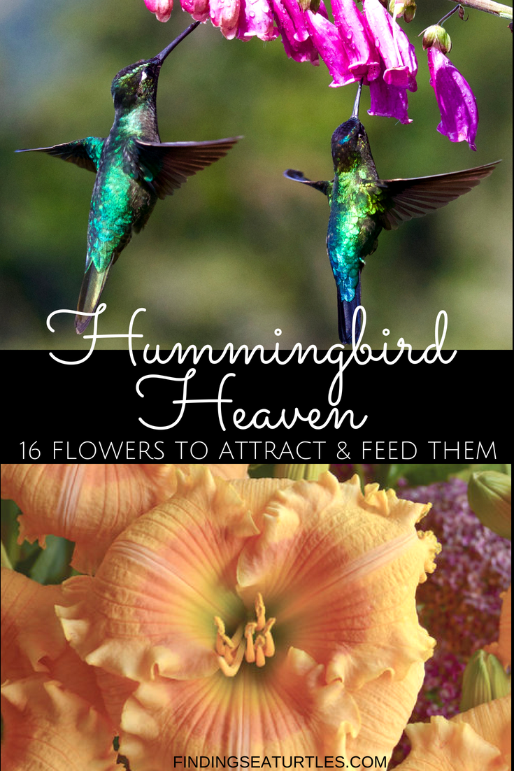 16 Perennials That Attract Hummingbirds to Your Garden!