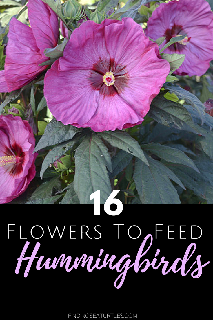 16 Perennials That Attract Hummingbirds To Your Garden 