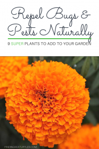 9 Plants That Repel Bugs Naturally