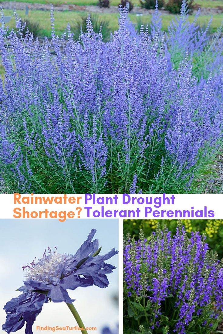 Rainwater Shortage Plant Drought Tolerant Perennials #Garden #Gardening #Landscaping #DroughtResistant #DroughtTolerant #Perennials #DroughtResistantPerennials 