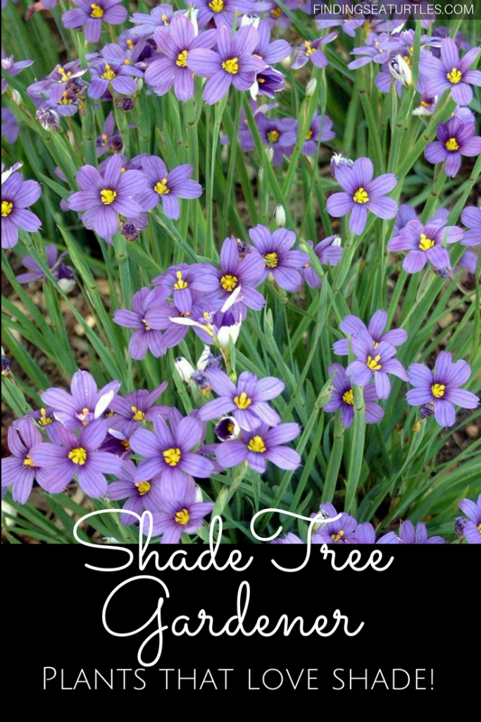 24 Spectacular Shade Garden Perennials #ShadeGarden #ShadePerennials #Organic #ShadeLoving