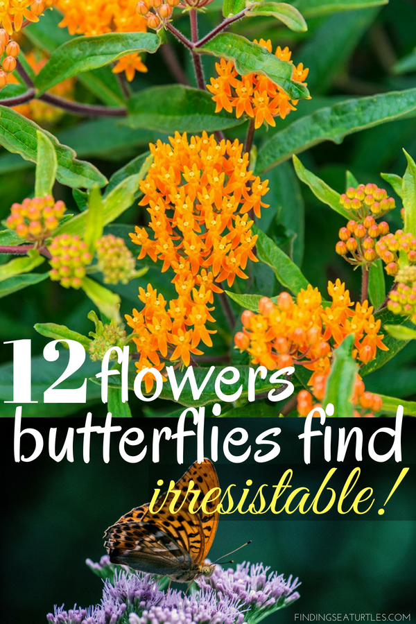 12 Perennials Butterflies Find Irresistible #Gardening #ButterflyGarden #Organic #Butterflies #Perennials