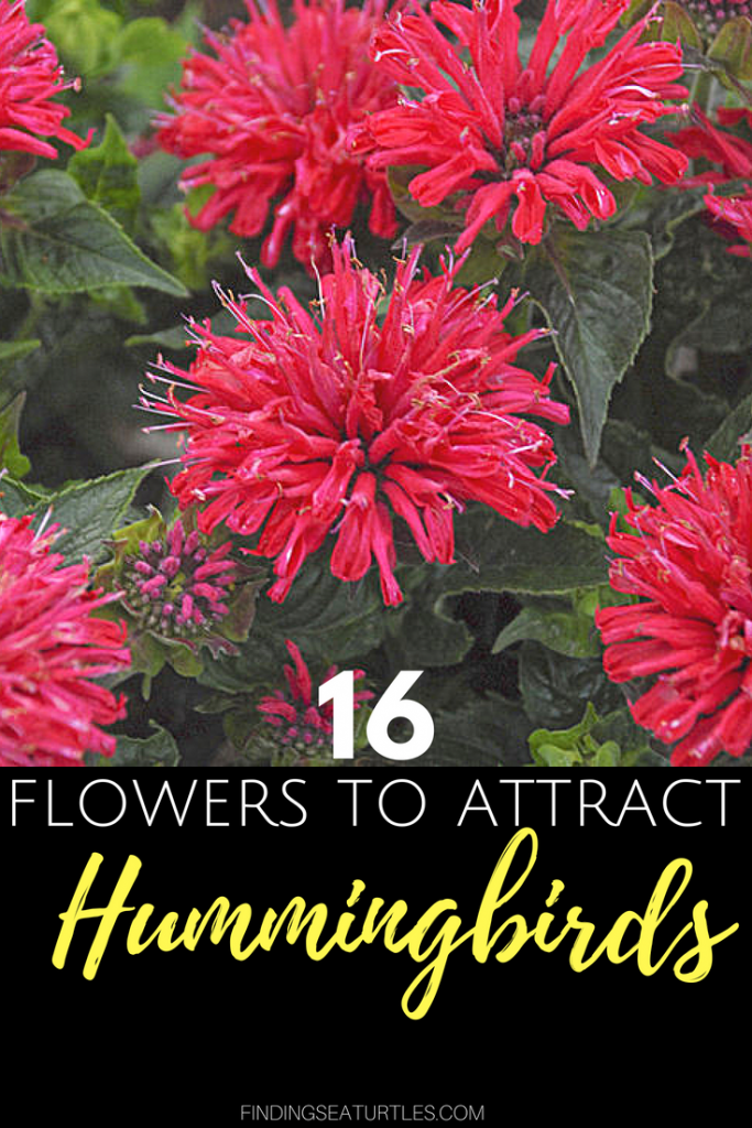 16 Perennials for Hungry Hummingbirds #Hummingbirds #Gardening #HummingbirdGarden #GardenForHummingbirds #Butterflies #WhiteFlowerFarm