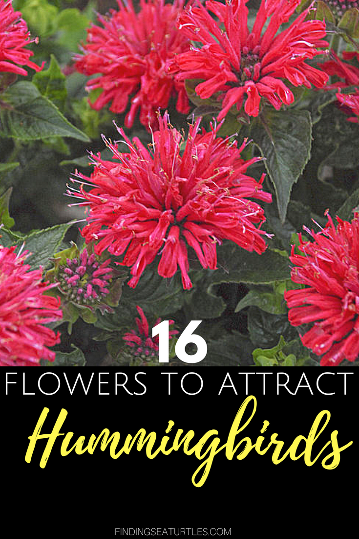 16 Perennials That Attract Hummingbirds To Your Garden!