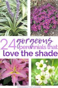 24 Spectacular Shade Garden Perennials