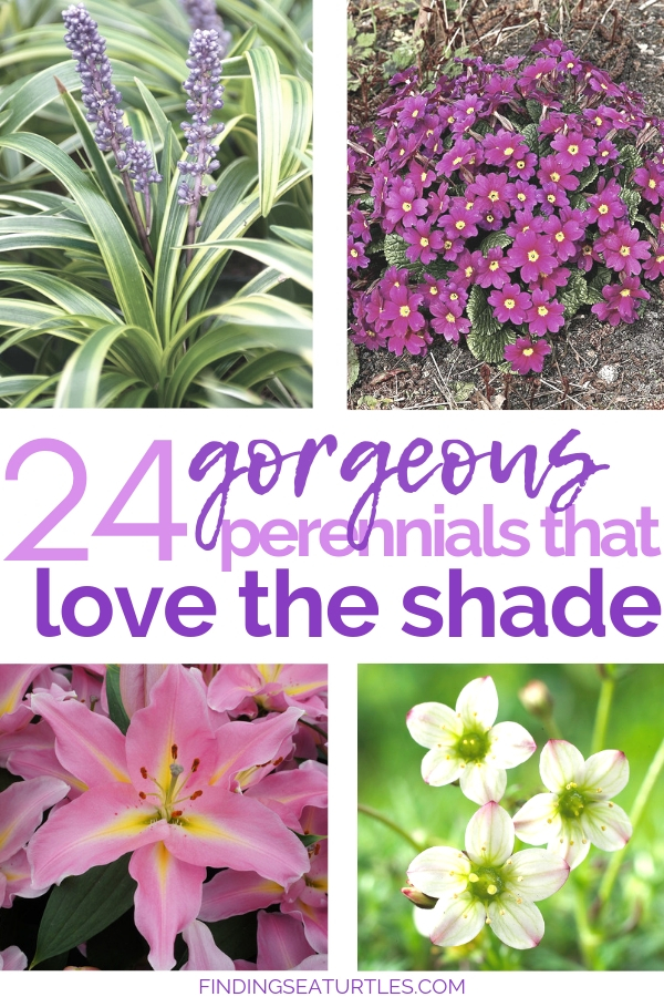 Got Shade? 24 Spectacular Plants That Will Love It! #ShadeGarden #ShadePerennials #Organic #ShadeLoving #problemGarden