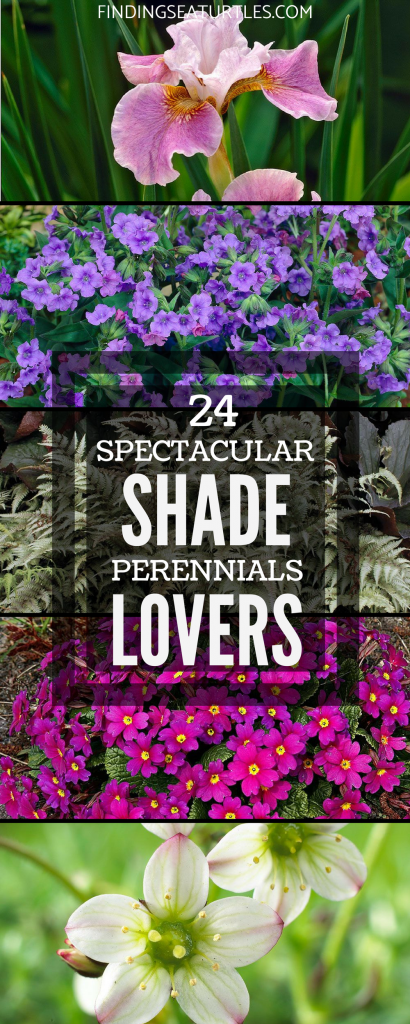 24 Spectacular Shade Garden Perennials #ShadeGarden #ShadePerennials #Organic #ShadeLoving