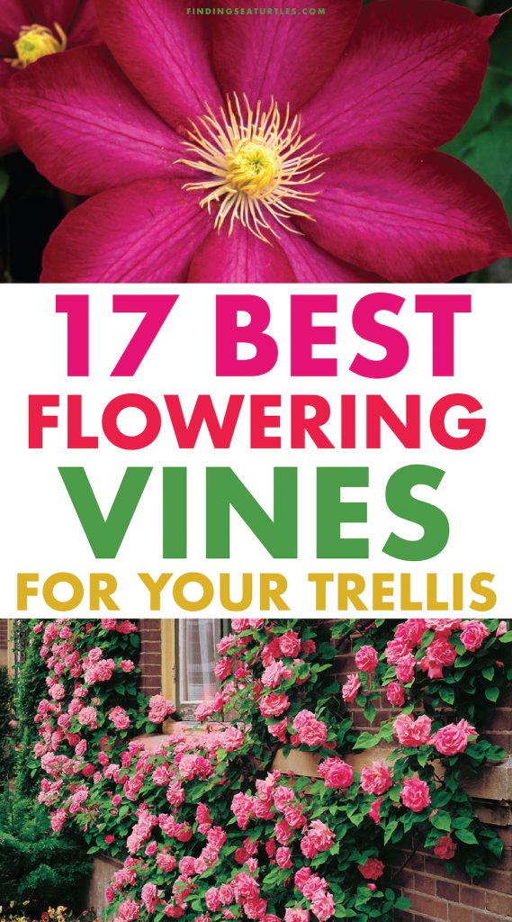 17 Best Flowering Vines For Your Trellis #PergolaVine #ArborVine #TrellisVine #Trellis #Arbor #Pergola #floweringvine