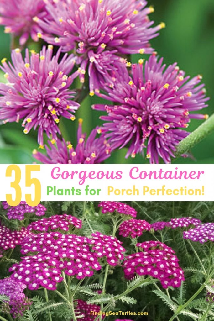 35 Perfect Container Plants for Small Spaces