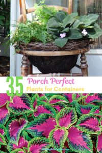 35 Perfect Container Plants for Small Spaces