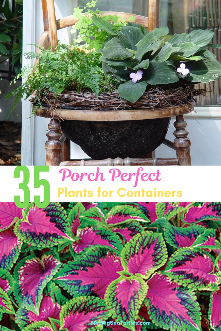 35 Porch Perfect Plants For Containers #Containers #ContainerGardening #Gardens #Gardening #Porch #Deck #Patio #Landscape 