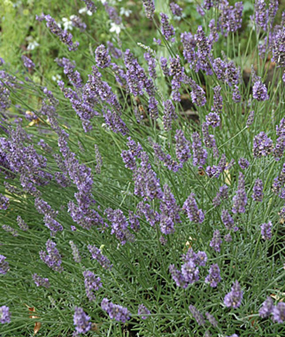 32 Pretty Fragrant Perennials Munstead Lavender #Perennials #FragrantPerennials #ScentedPerennials #Gardening #FragrantGarden #Landscape #Garden 