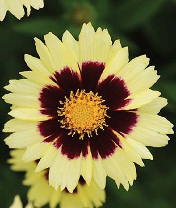 35 Cool Container Plants - Uptick Cream And Red Coreopsis #Perennials #Fragrant #ContainerPlants #ScentedPerennials #Gardening #ContainerGardening #PatioGarden #PatioPlants #Landscape #Organic #Garden #SmallSpaceGardening #Burpee #coreopsis