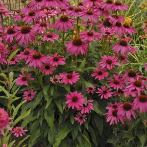 32 Most Fragrant Perennials