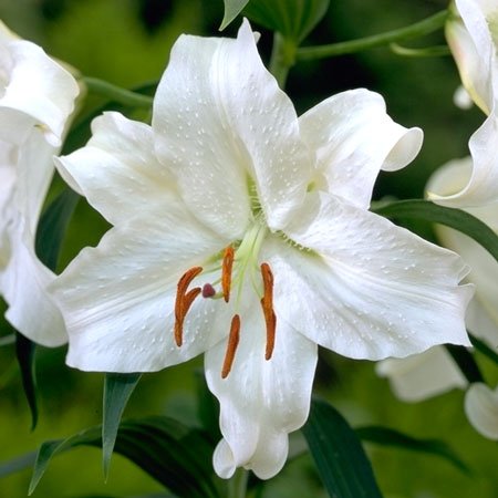 32 Pretty Fragrant Perennials Casa Blanca Oriental Perennial Lily #Perennials #FragrantPerennials #ScentedPerennials #Gardening #FragrantGarden #Landscape #Garden 