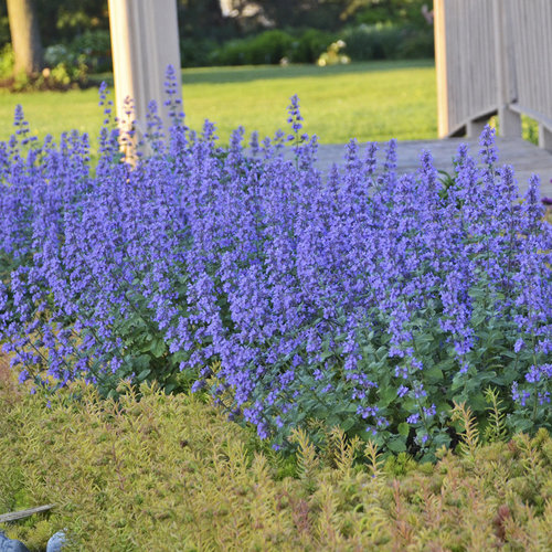 32 Pretty Fragrant Perennials Cats Meow Catmint Nepeta #Perennials #FragrantPerennials #ScentedPerennials #Gardening #FragrantGarden #Landscape #Garden 