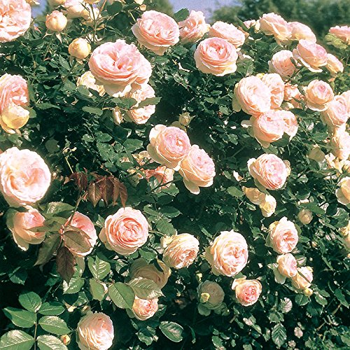 32 Pretty Fragrant Perennials Eden Climber Rose Bush Reblooming #Perennials #FragrantPerennials #ScentedPerennials #Gardening #FragrantGarden #Landscape #Garden 