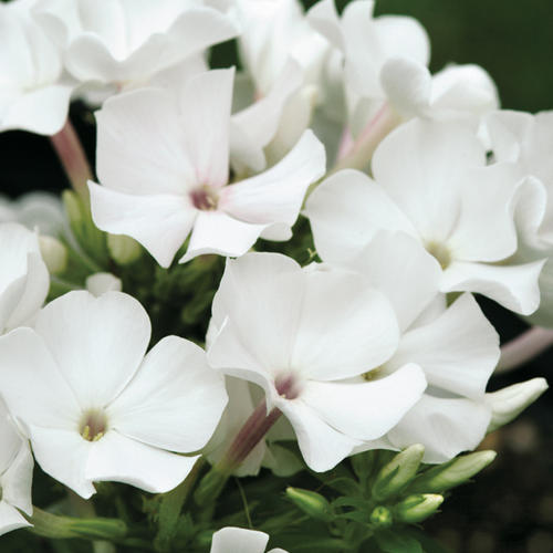 32 Pretty Fragrant Perennials Flame White Dwarf Garden Phlox #Perennials #FragrantPerennials #ScentedPerennials #Gardening #FragrantGarden #Landscape #Garden 
