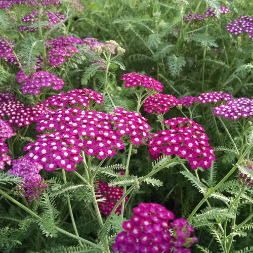 32 Pretty Fragrant Perennials New Vintage Violet Yarrow Achillea #Perennials #FragrantPerennials #ScentedPerennials #Gardening #FragrantGarden #Landscape #Garden 