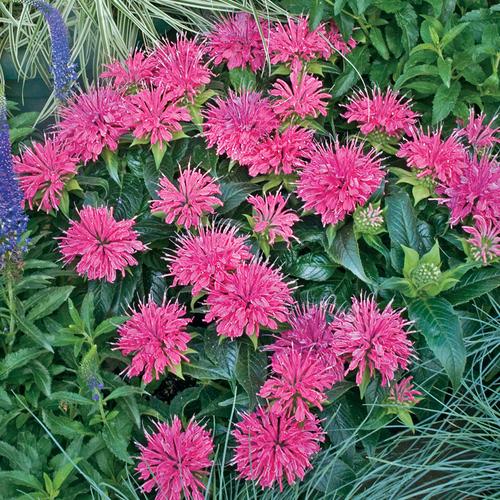 32 Pretty Fragrant Perennials Pardon My Pink Bee Balm Monarda #Perennials #FragrantPerennials #ScentedPerennials #Gardening #FragrantGarden #Landscape #Garden 